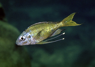 Ophthalmotilapia ventralis 'Kapampa'